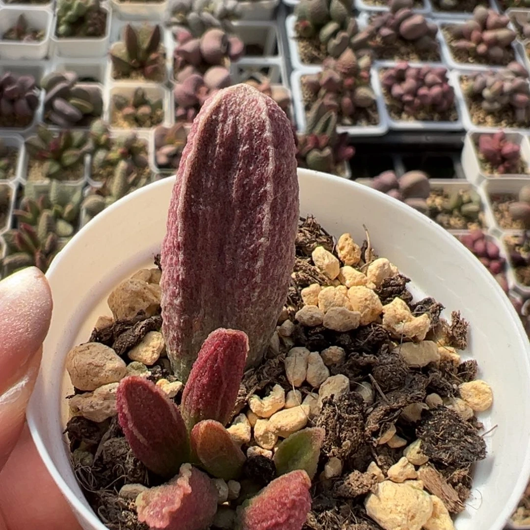 财神多肉植物水泡