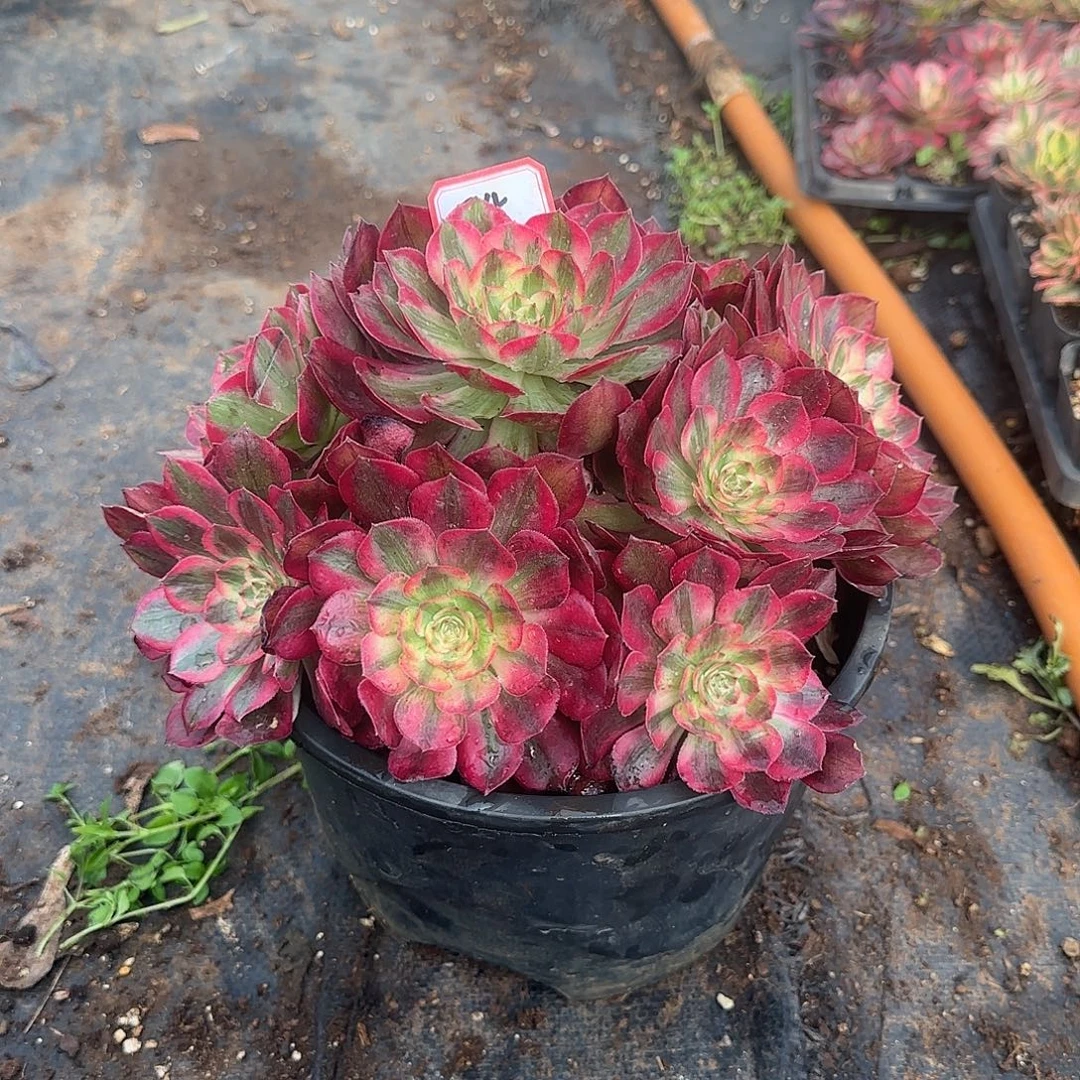 精品多肉植物0034