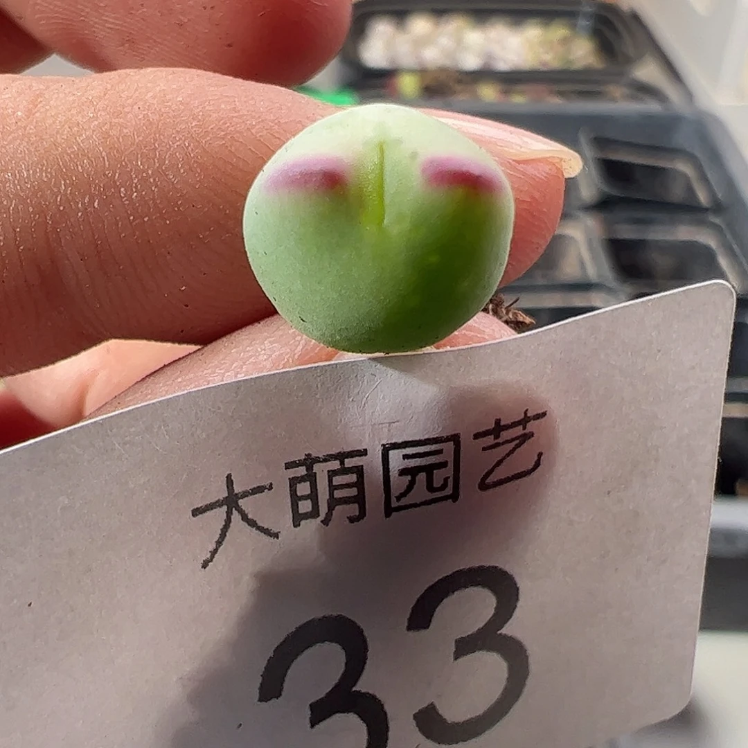 一物一拍正版白花大枪。    33