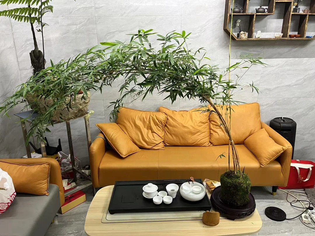 红观音竹室内观赏绿植高飘枝意境水培苔藓球盆栽