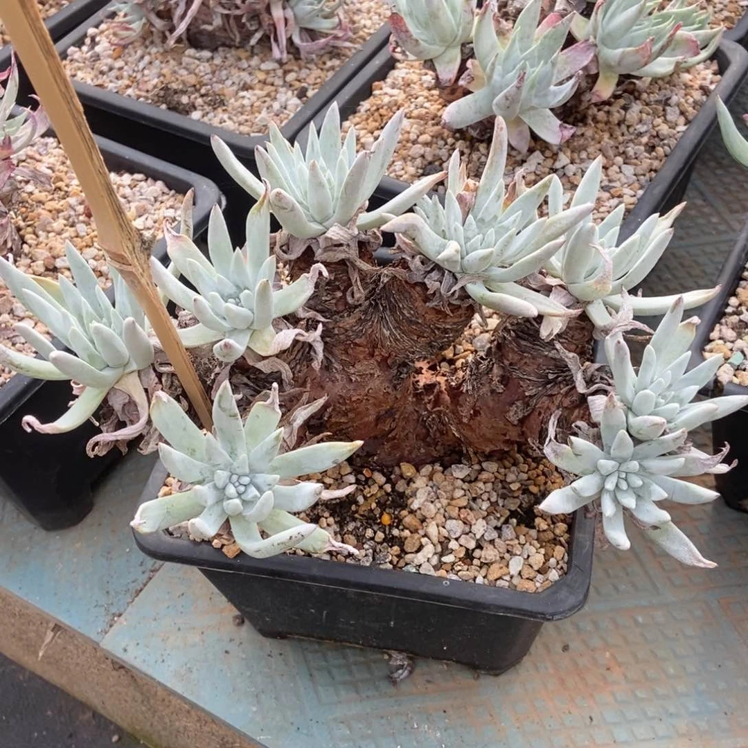 苹果叶白菊多肉植物啦啦啦