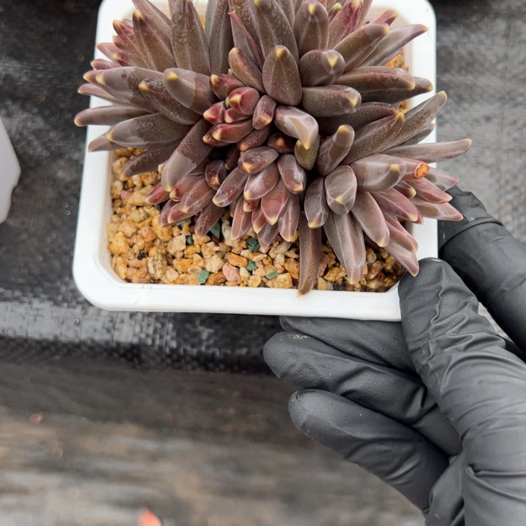 美人多肉植物一物一拍