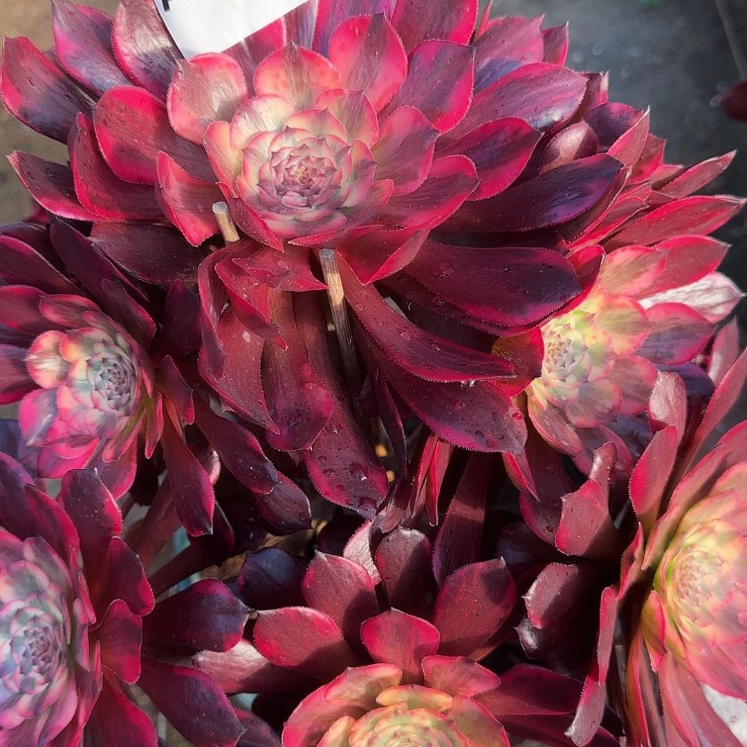 多肉植物烟花342