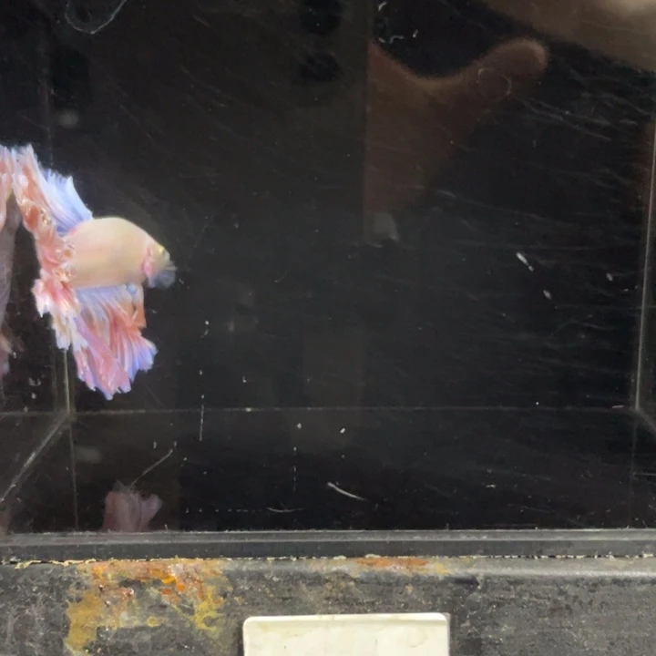 海水鱼恒个缸号馆哈哈啊461