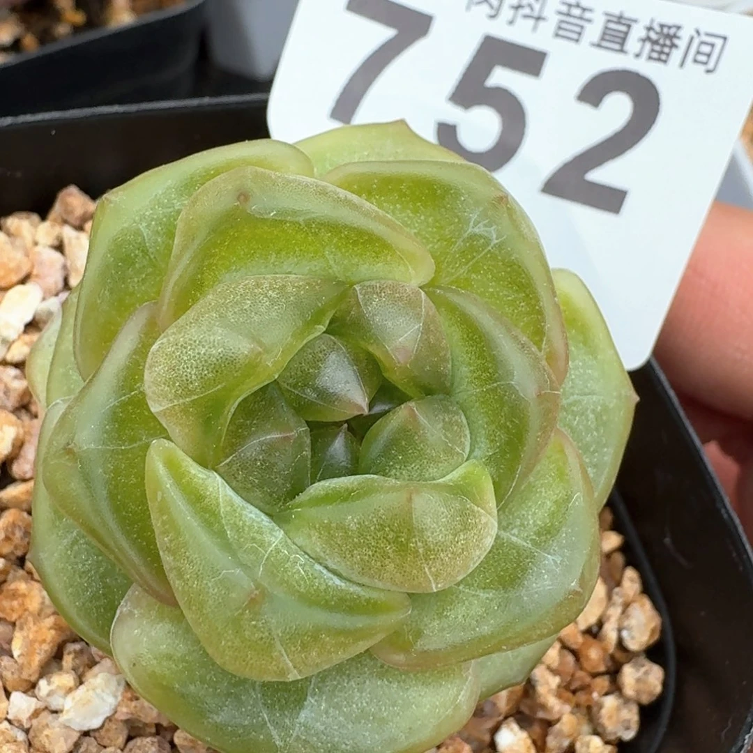 绿体恋人         多肉植物