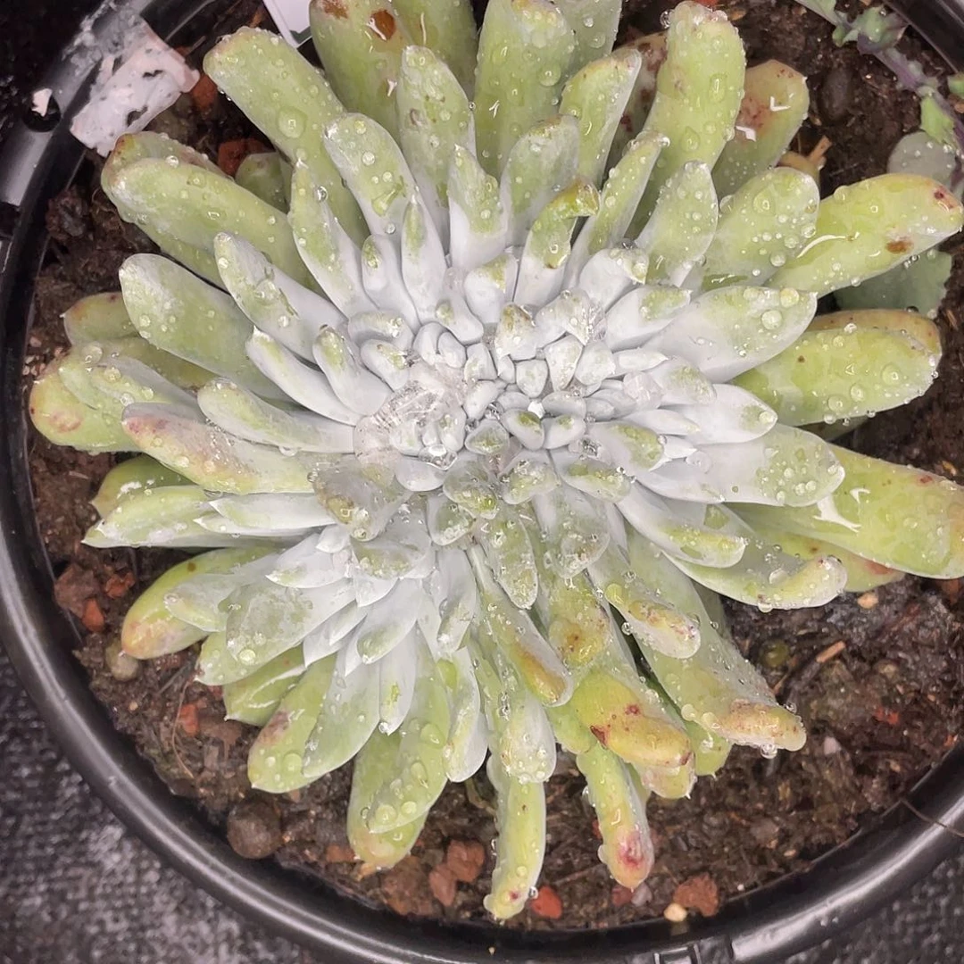 雨*拇指缀化多头11739