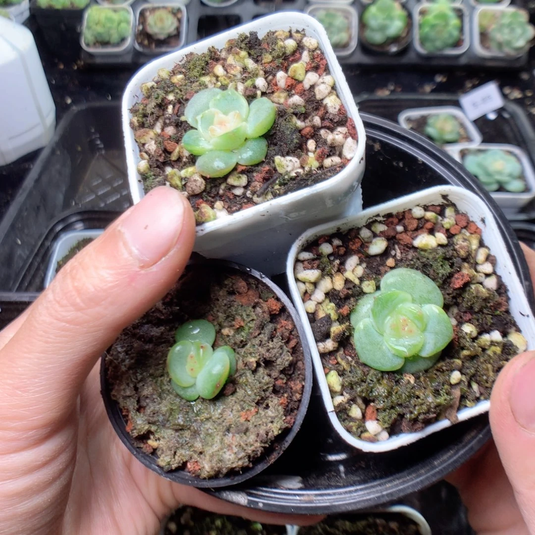 无花朵S92英语英语英语英语英语英语
