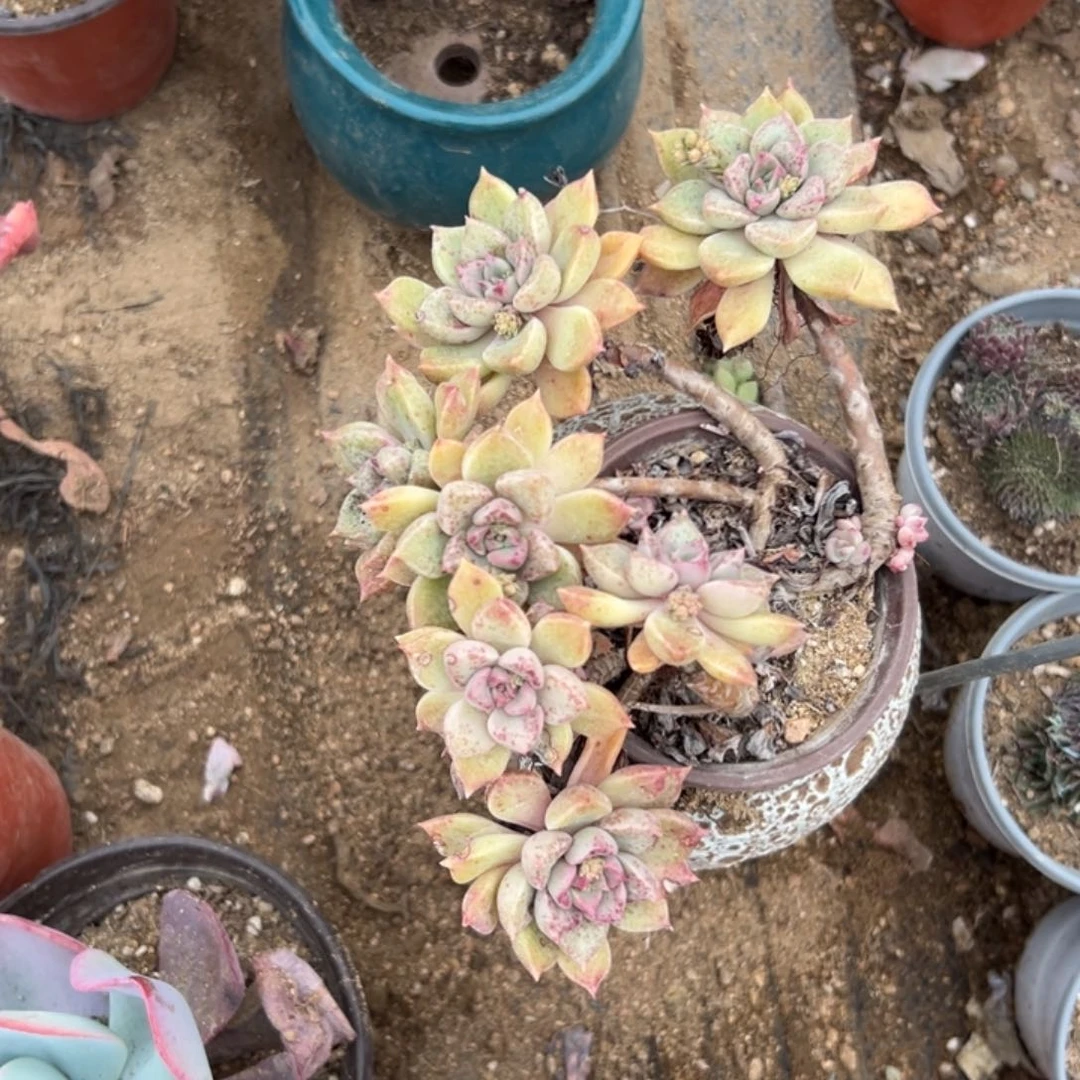 多肉植物多肉植物