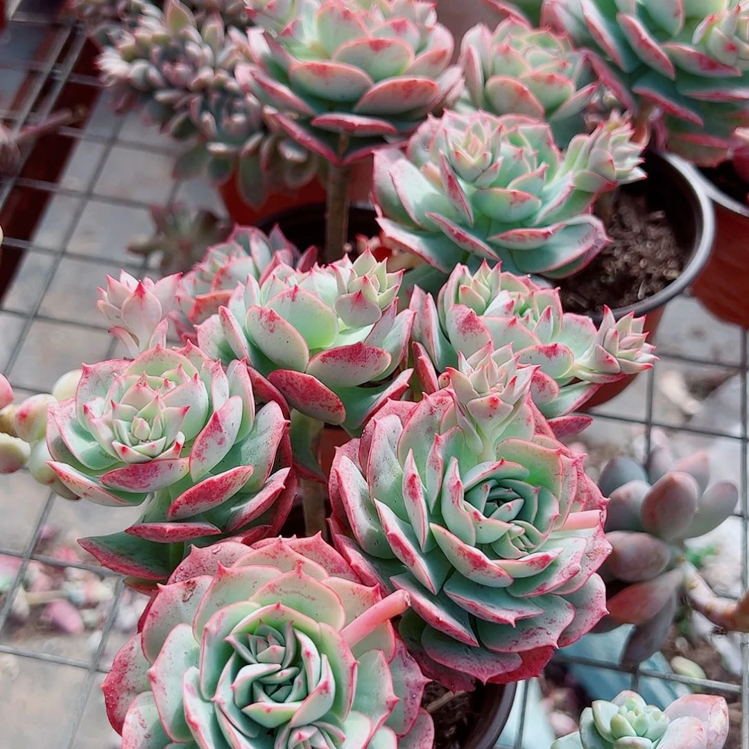 克罗地亚玫瑰多头二盆