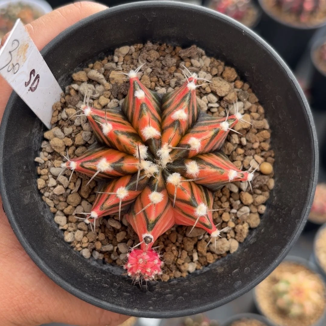 泰系实生米哈仙人球302