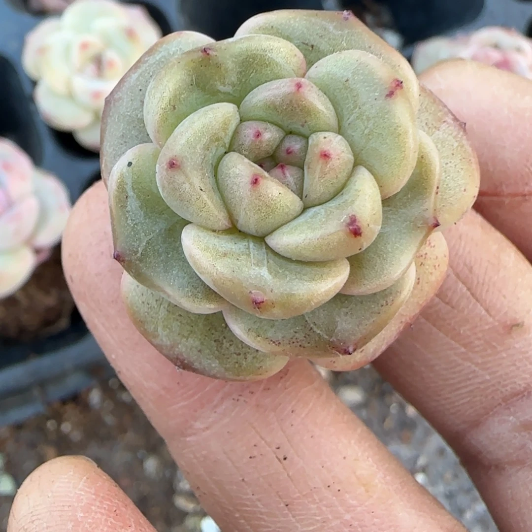 多肉小卡拉米糖心一物一拍