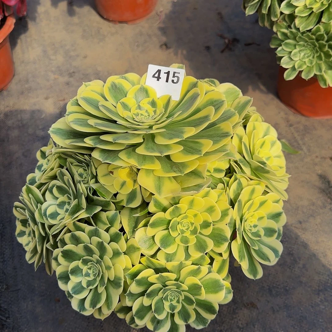 绿豆沙一颗编码415