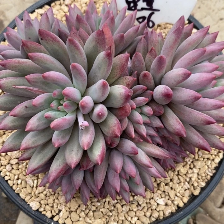 星***心8888888888888888