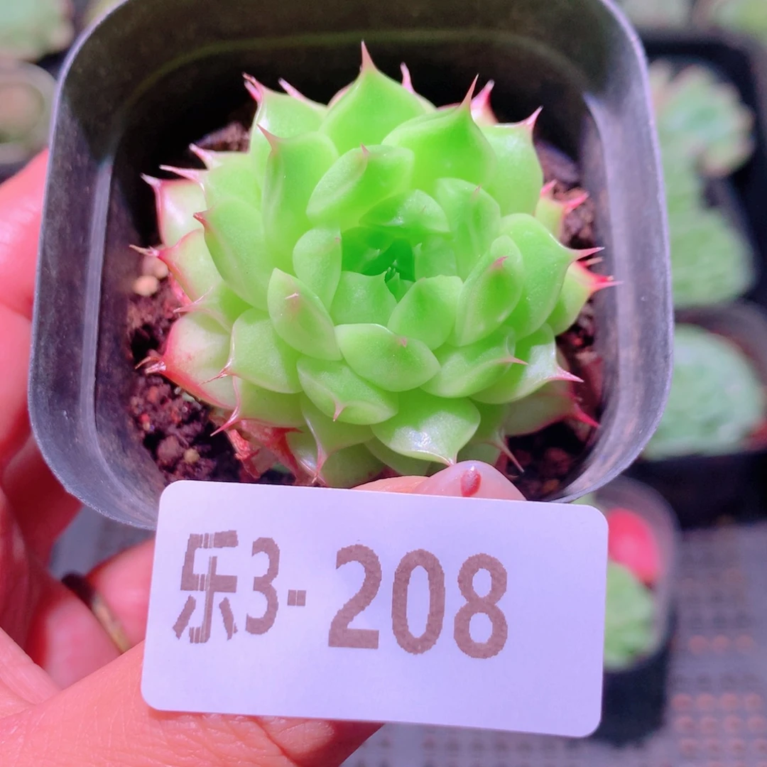 乐然3-208 海王单头