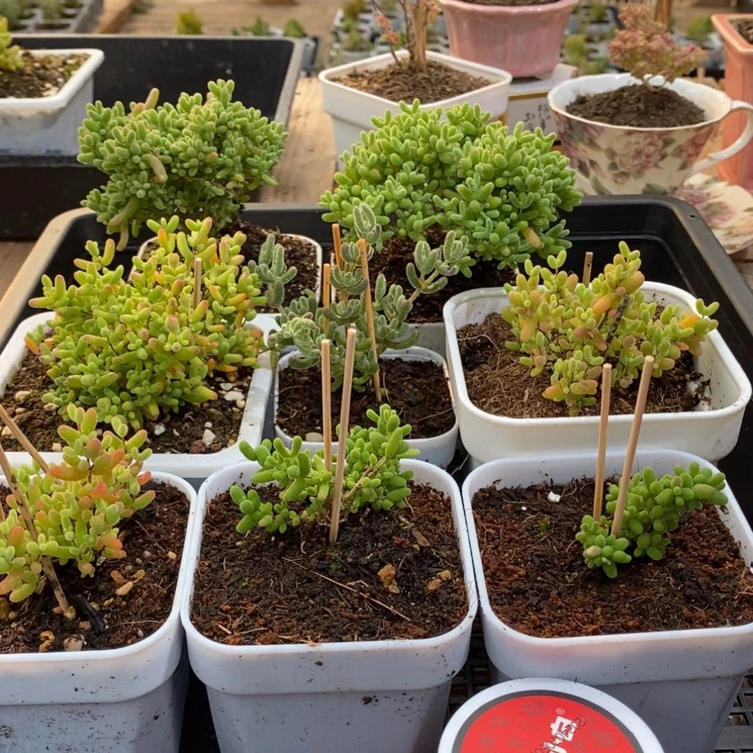 枝干番杏多肉植物201