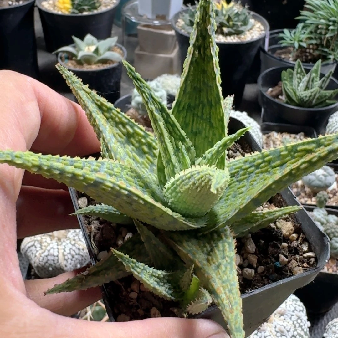 274园艺芦荟脱土发货