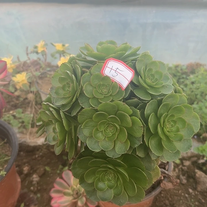 多肉植物万拉丝15号无售后