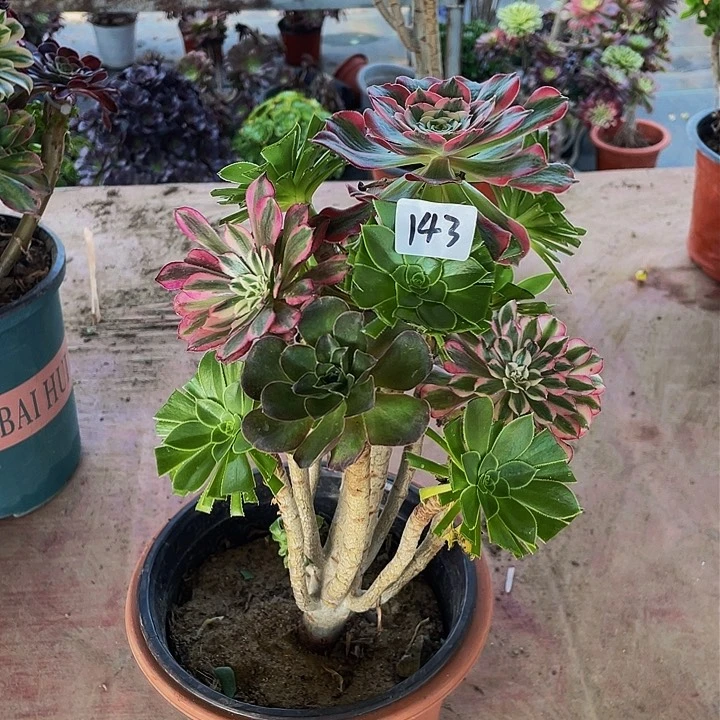 快**好架接法师一143号