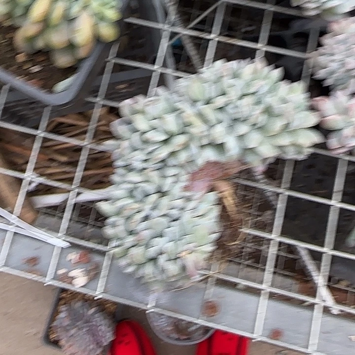 辰***星青蛙王子儿童牙膏套装11
