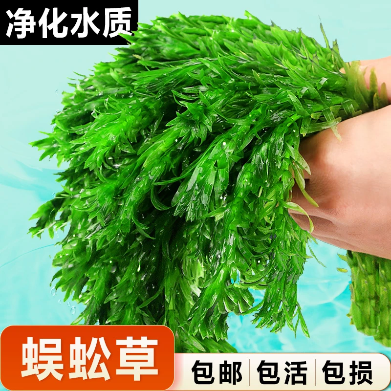 蜈蚣草水草植物养龟鱼缸造景小鱼草缸净水绿植新手养鱼绿菊后景草