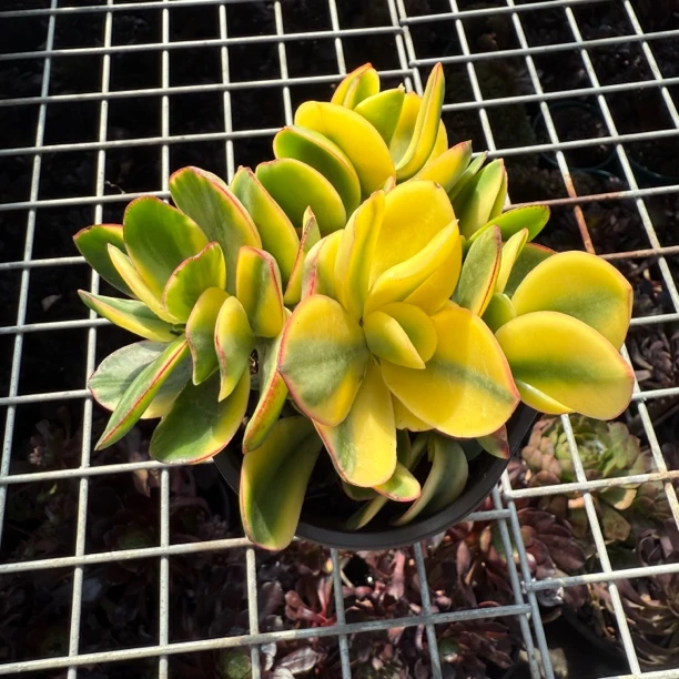 黄金花月锦 多肉植物