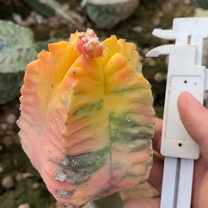 三角接球上球龟甲鸾锦