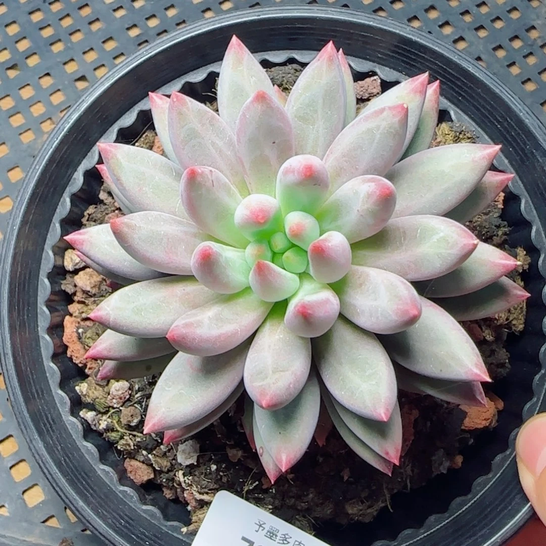 彩体虞美人，7002多肉植物