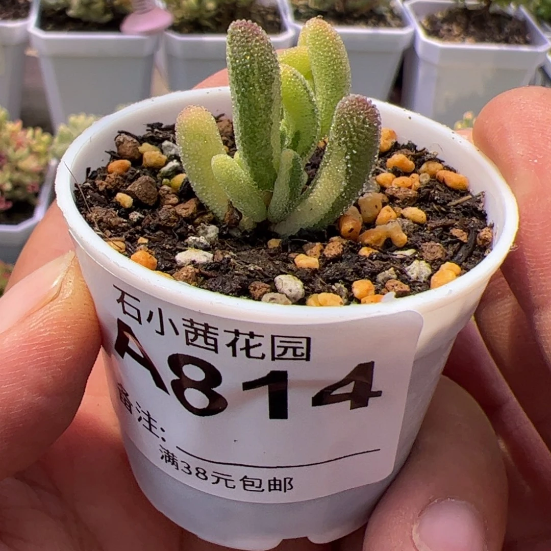 多肉植物枝干钻石黄锦拉丝锦