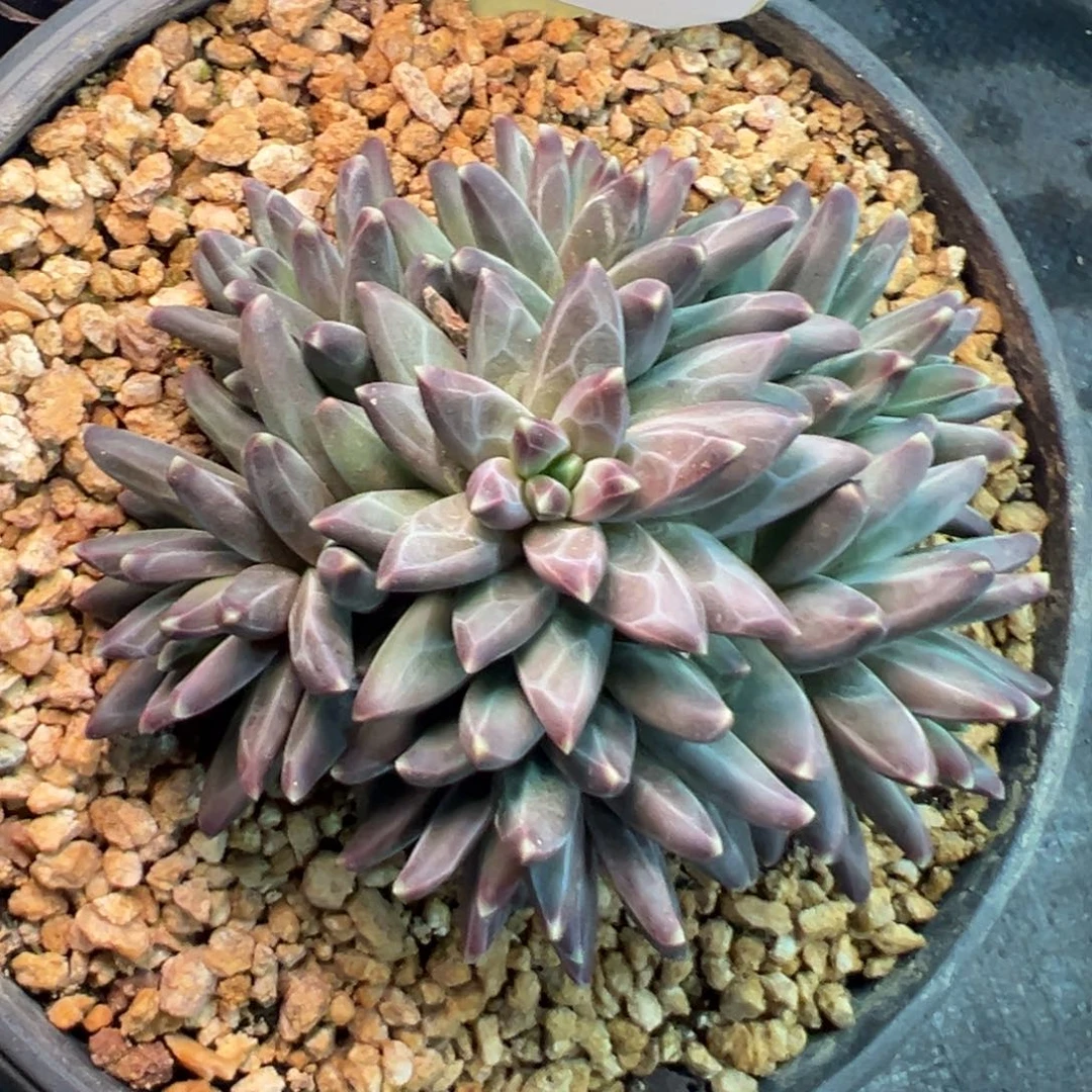 1210839 梵高美人手捧群