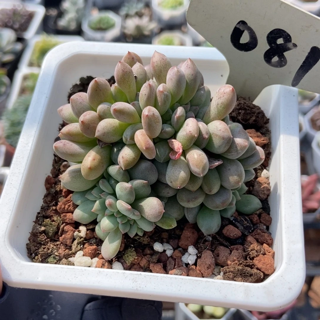 081爱丽儿缀多肉植物