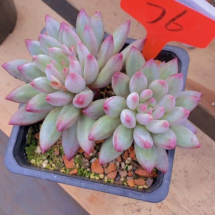 这么多都要我做呢