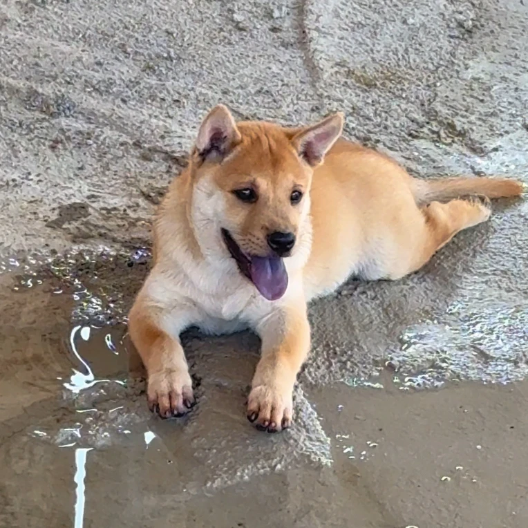 中华田园犬小土狗宠物活体