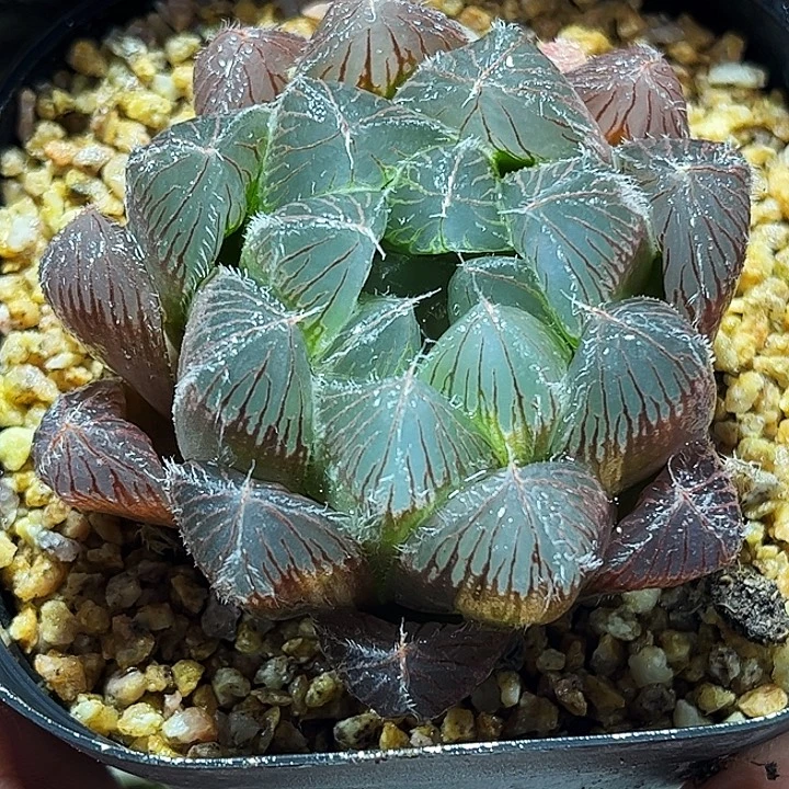 十二卷多肉实生玉露