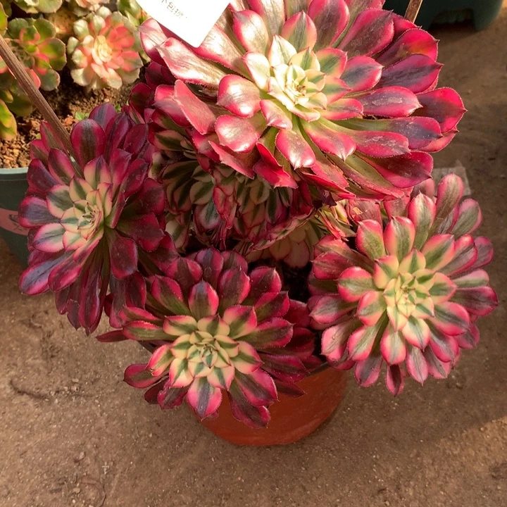 543红铜多肉植物特价