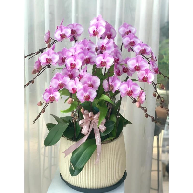 3.0寸 【淑女蝴蝶兰 】自带小兔子耳朵神仙颜值1个花剑