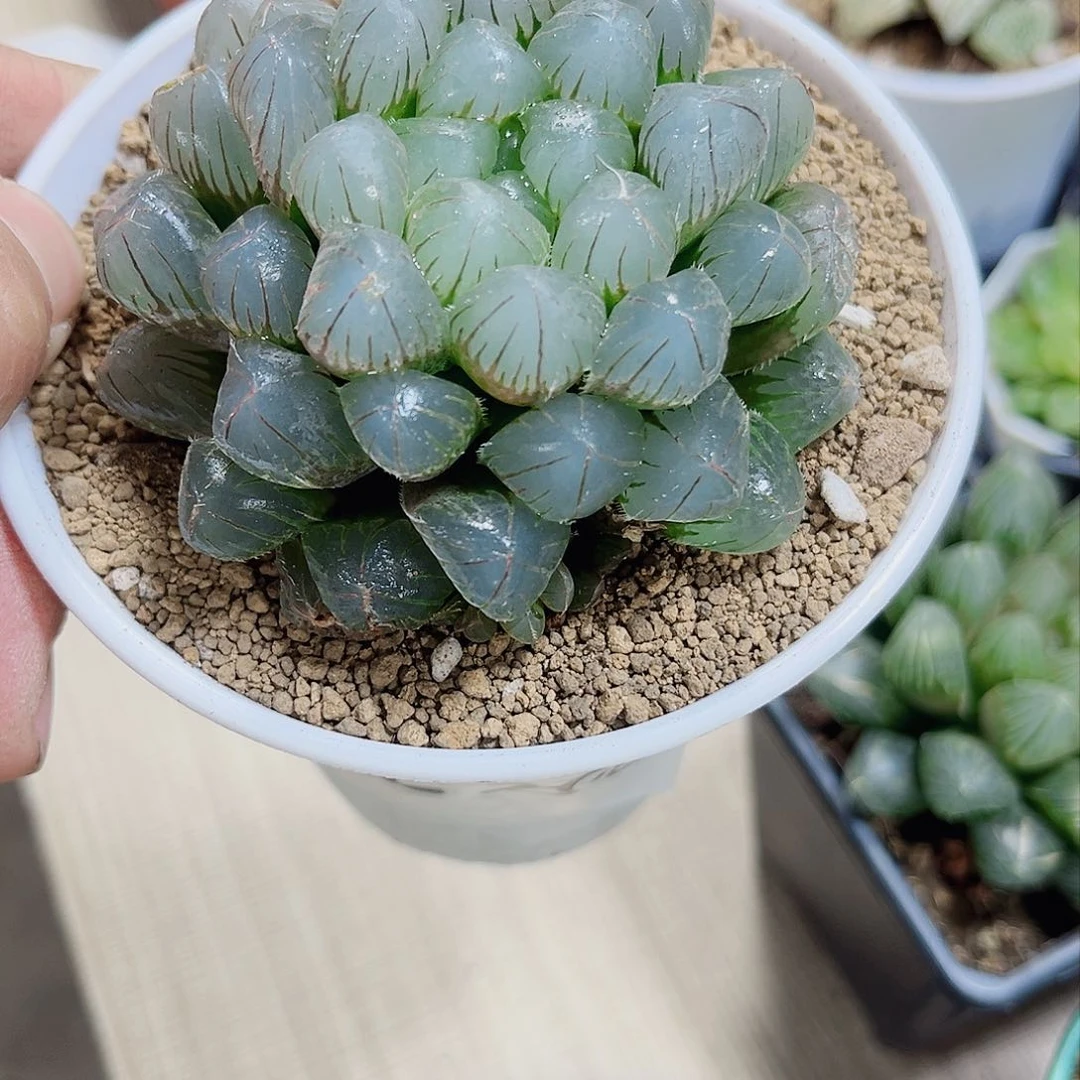 母本蓝镜新手好养