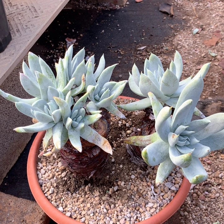 王*床塞丽娜，瑕疵出不售后，么么哒