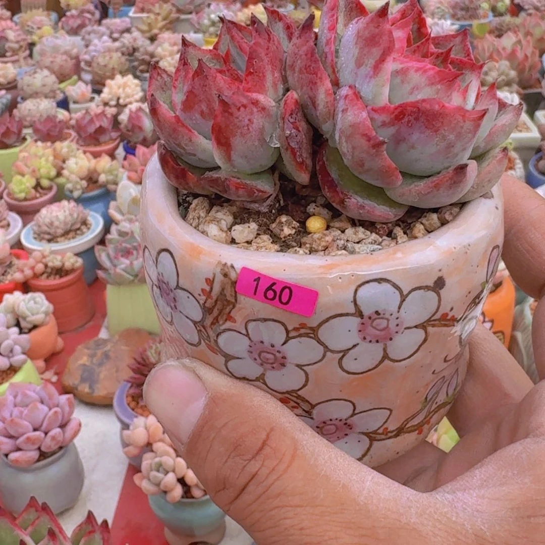 续*念一物一拍编号160