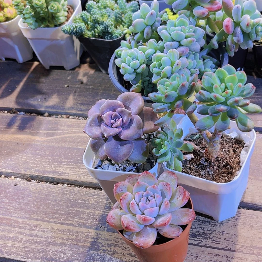 劳尔群。紫乐。蓝苹果多头。阿尔巴