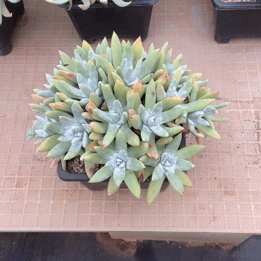 阿金尼拇指个体多肉