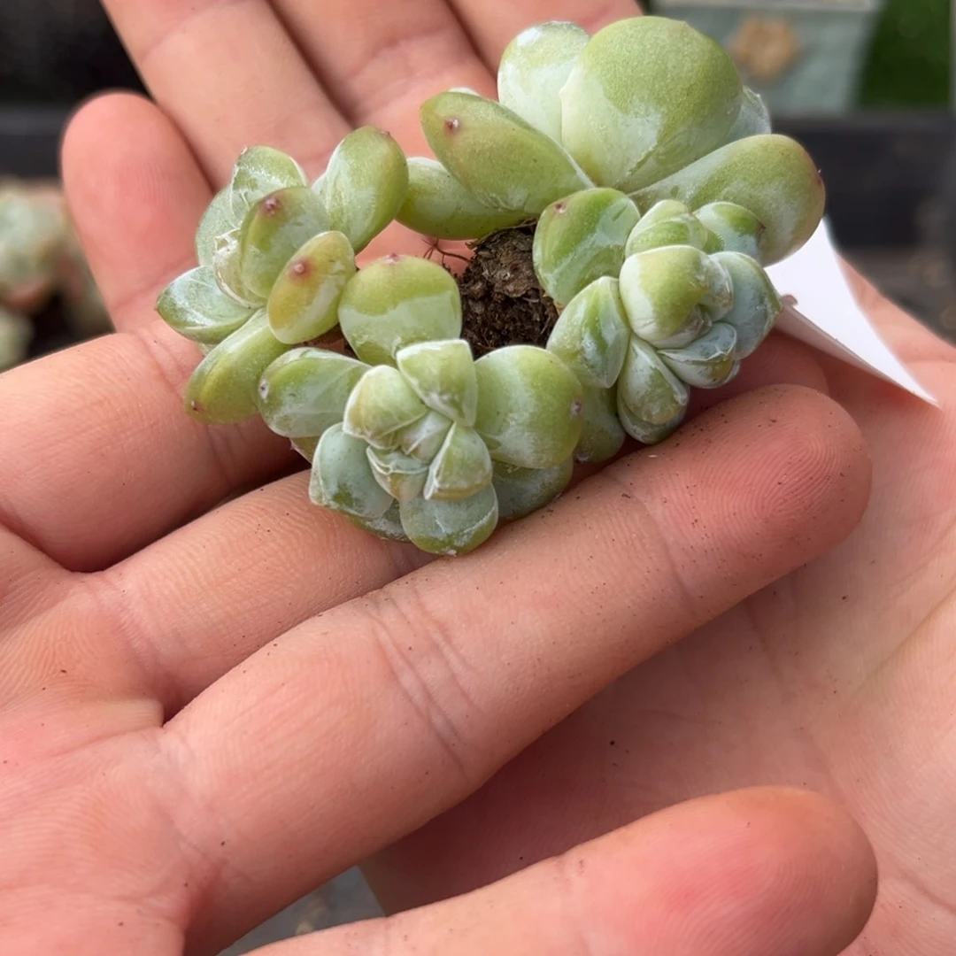 010冰玉绿体4头老庄