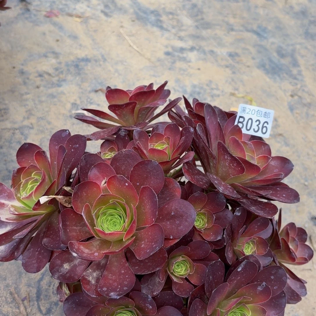 无花朵36多肉植物捧花的