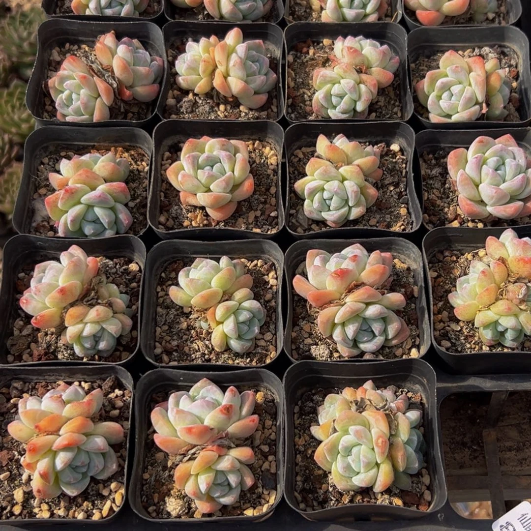 849大热天的一天从早上开始