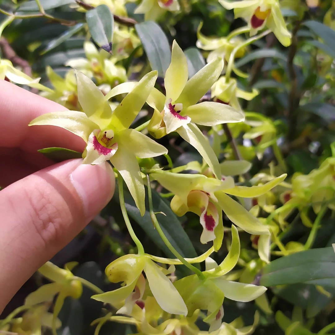 石斛花干花铁皮石斛枫斗花散装应季采摘新干花