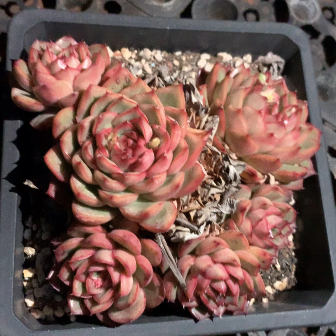 3863杂交多肉植物基地