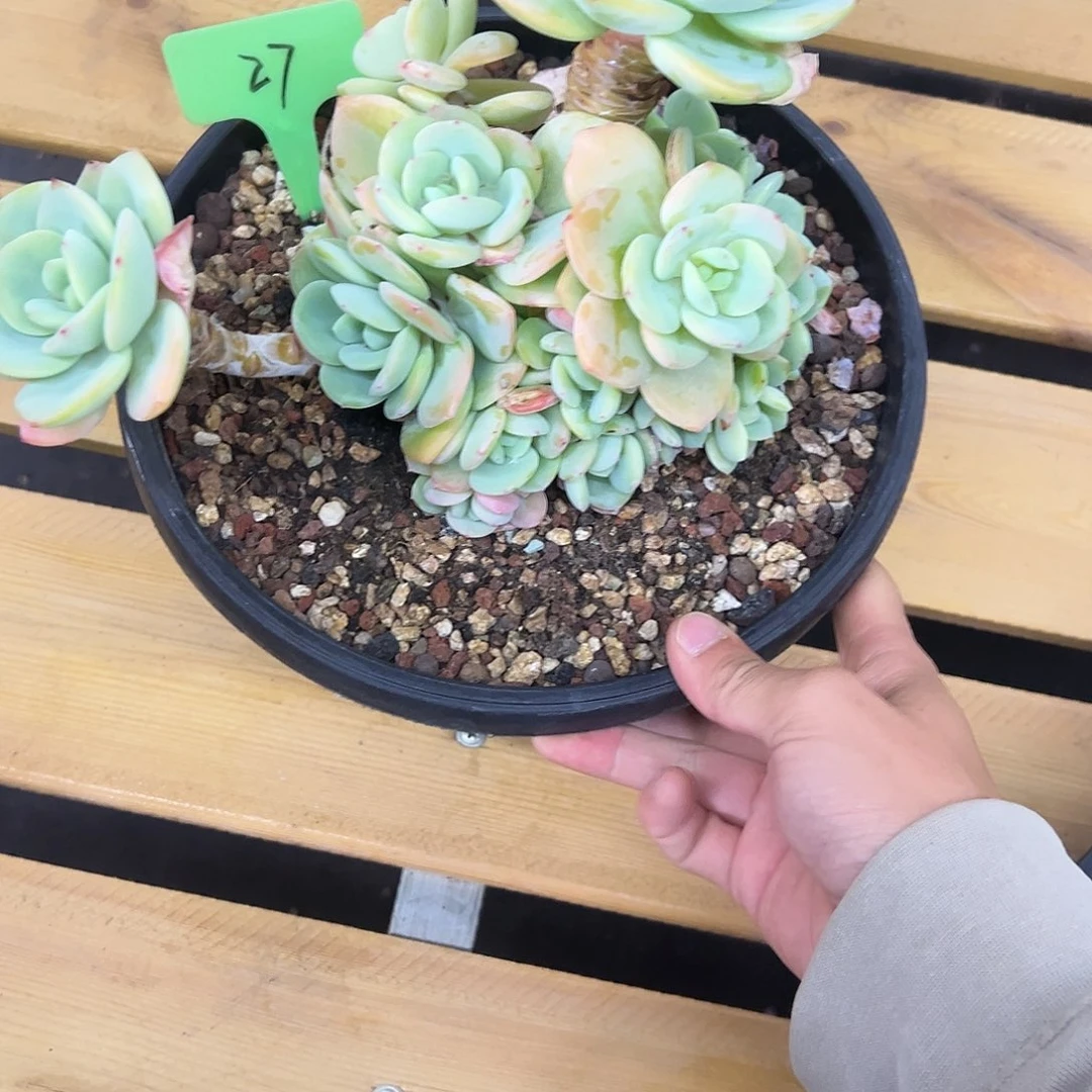 27柚子茶。多肉。