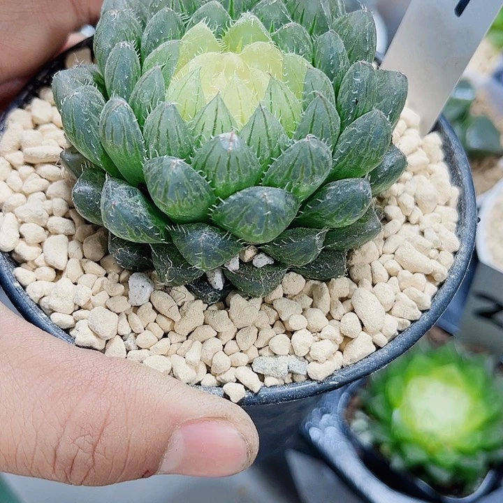 宝莲灯玉露新手好养