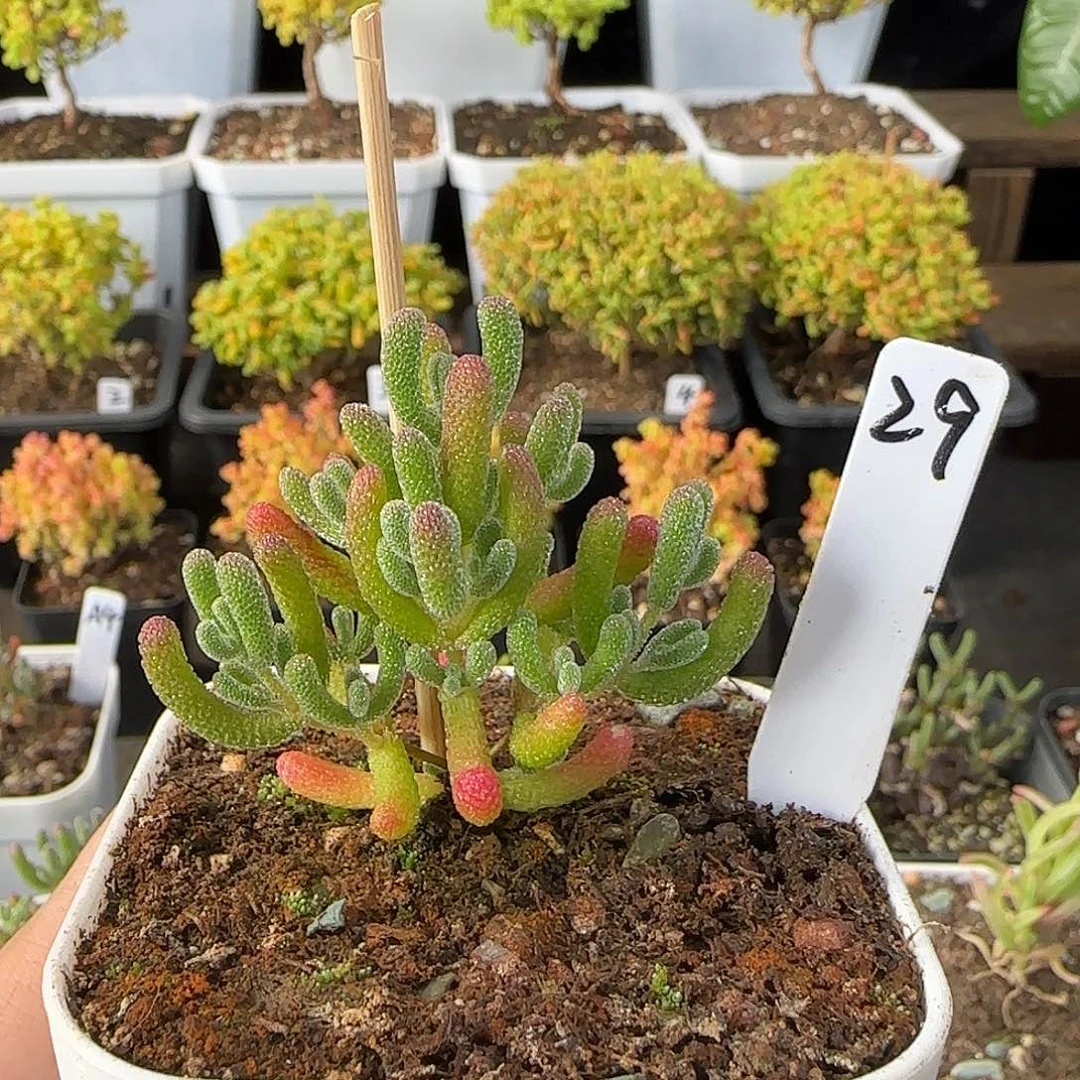 慢***李实生冰晶枝干番杏