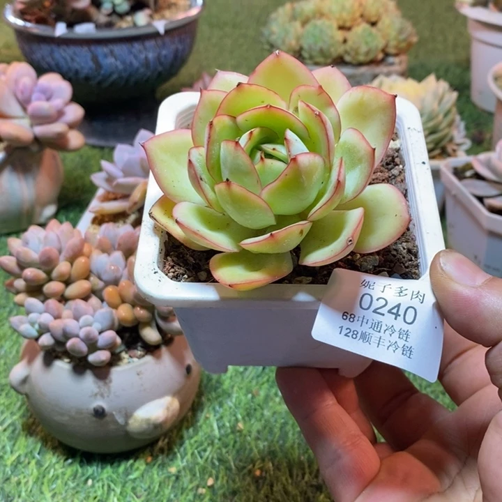 0240啊啊啊啊啊啊啊啊啊