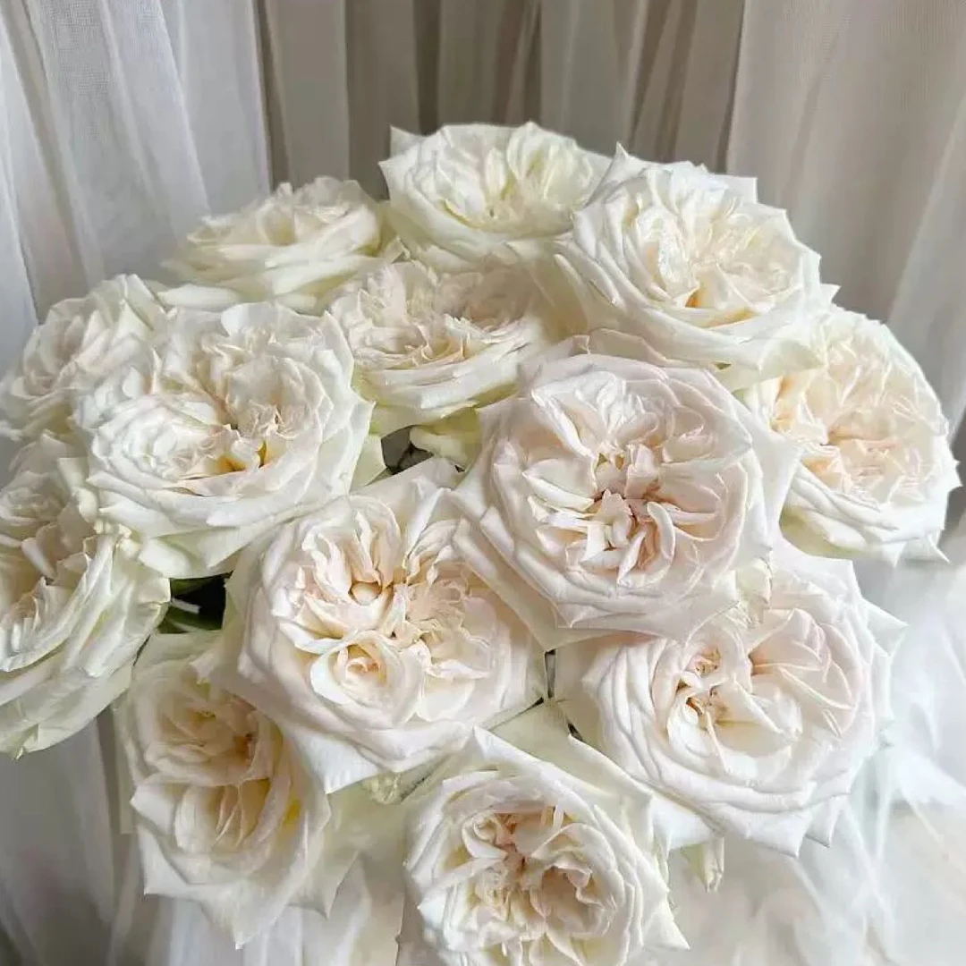 【白荔枝】玫瑰鲜花家庭水养云南基地直发店铺任意两单送配草